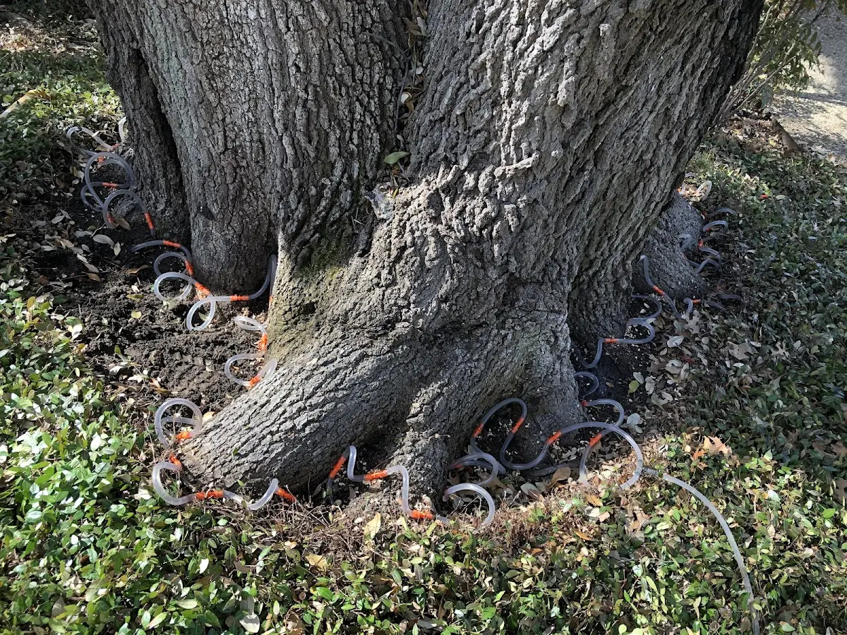 Detailed Tree Cabling and Bracing job site in Ovid
