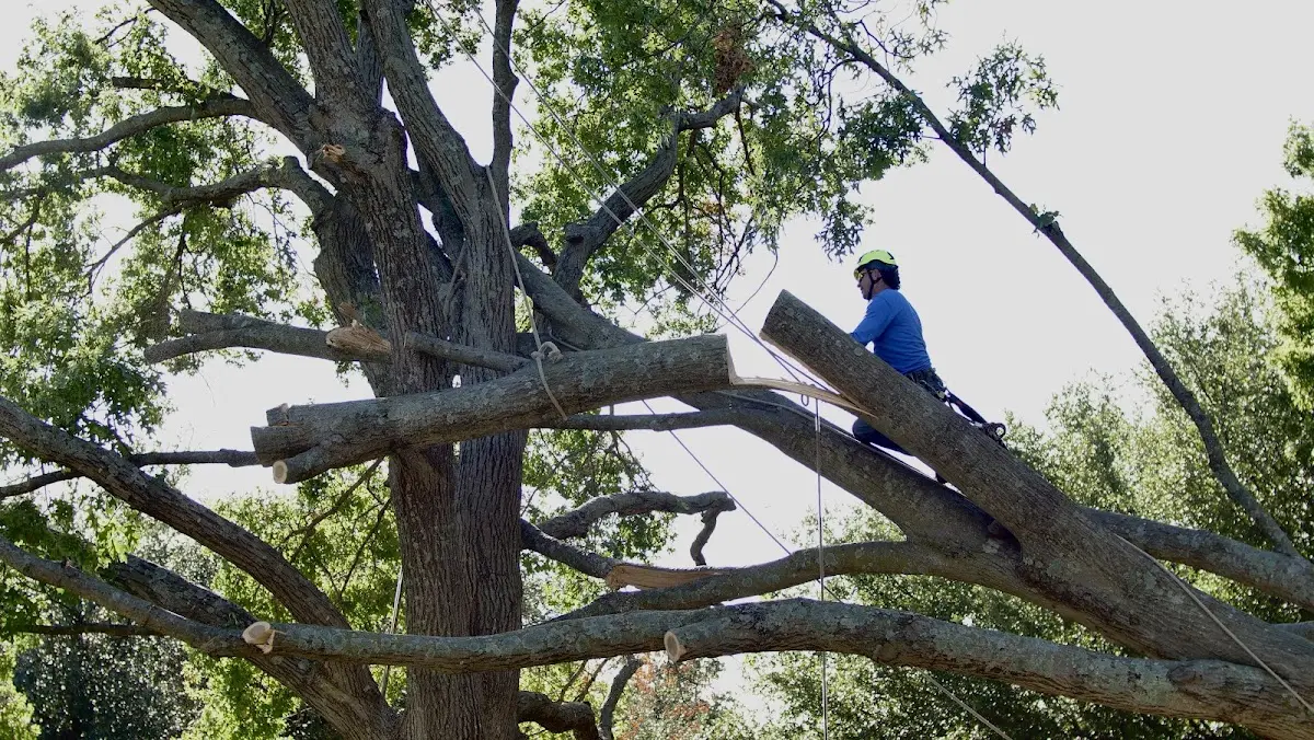 Professional Hazardous Tree Removal performed by certified arborists in Ovid