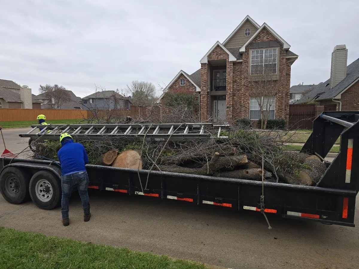 Expert Tree Pest Control with proper safety equipment in Ovid